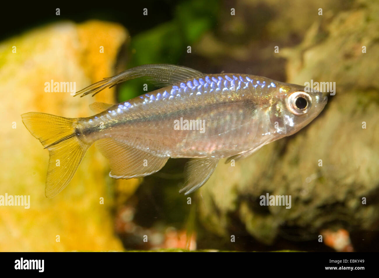 Congo jaune à queue jaune, Tetra Tetra (Hemigrammopetersius caudalis Congo, Alestopetersius caudalis), natation Banque D'Images