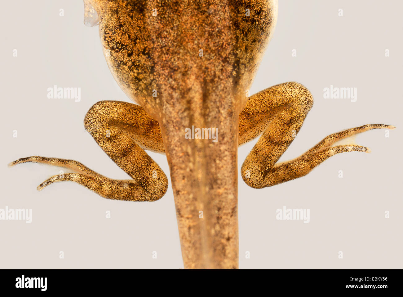 Pattes d'un têtard Rana temporaria grenouille herbe Banque D'Images