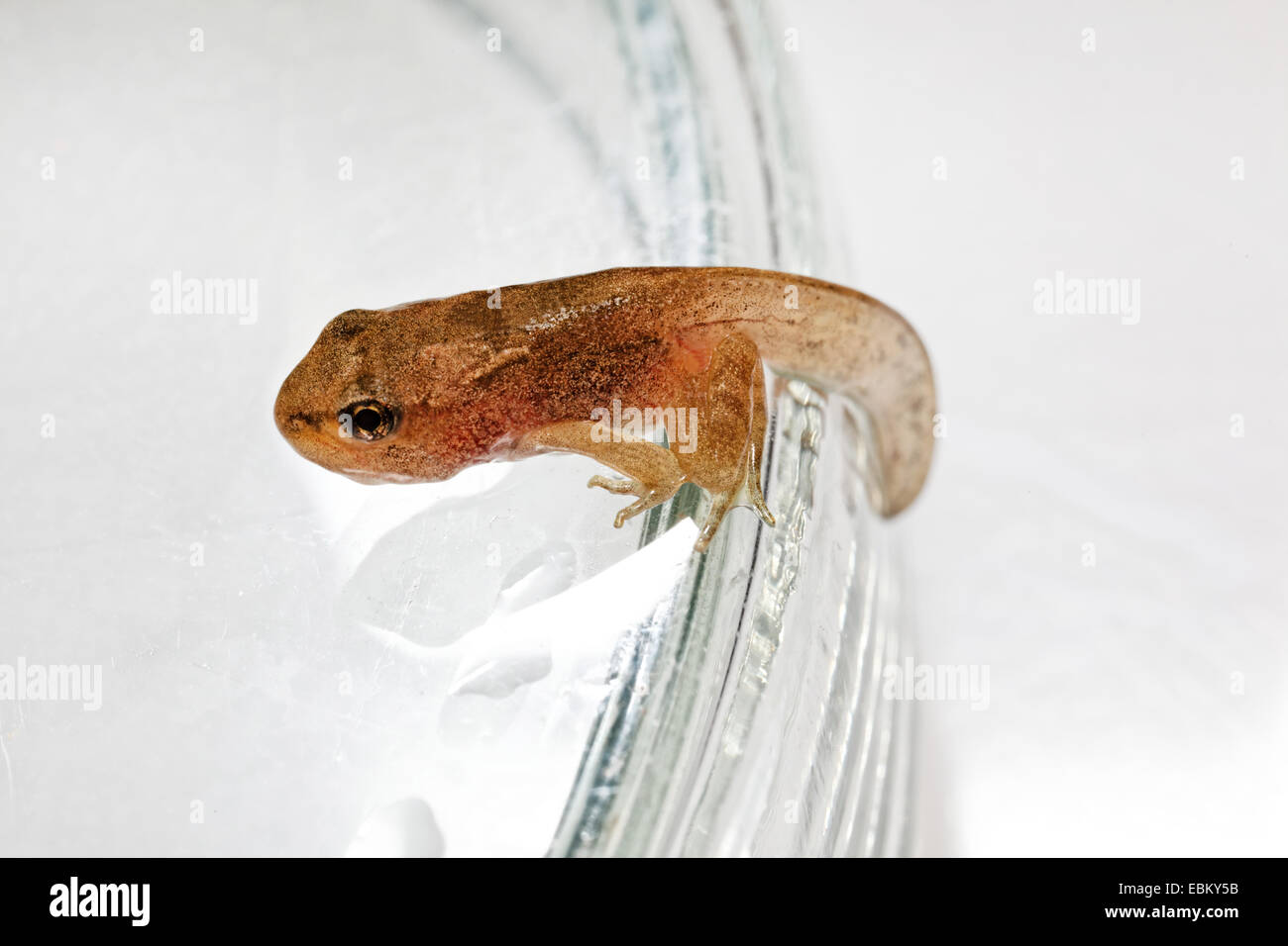 Tadpole assise sur le bord d'un verre Rana temporaria grenouille herbe Banque D'Images