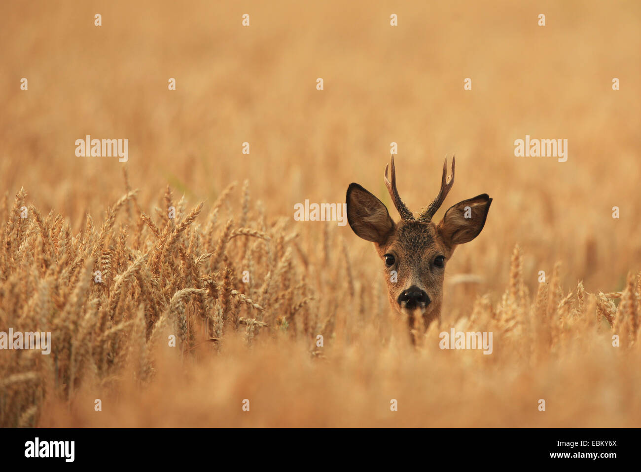 Le chevreuil (Capreolus capreolus), roe buck dans le blé, l'Allemagne, Mecklembourg-Poméranie-Occidentale Banque D'Images
