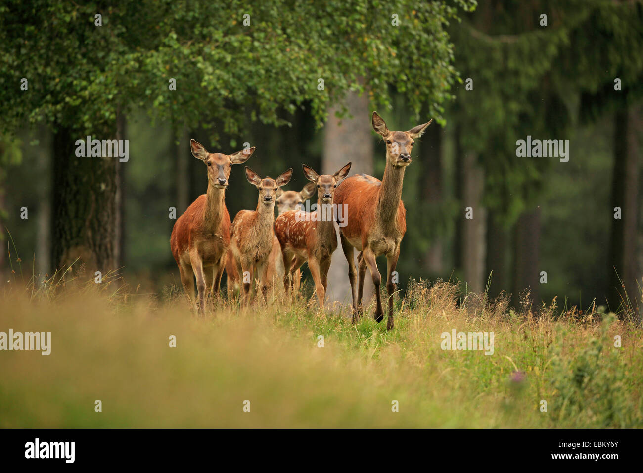 Red Deer (Cervus elaphus), biches les faons marcher dans une clairière, l'Allemagne, l'Erz Mountains Banque D'Images