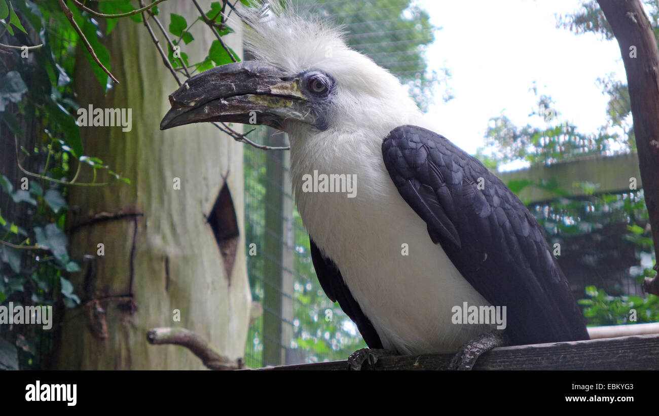Calao à bec (Berenicornis comatus), assis dans une volière Banque D'Images