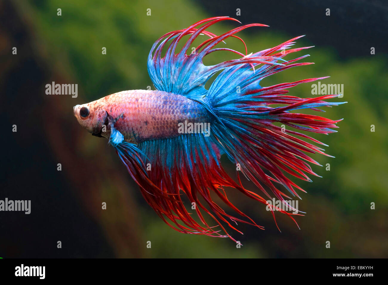 Combats siamois, Siamois poisson Betta Splendens (combattant), race couronne multicolore de queue Banque D'Images
