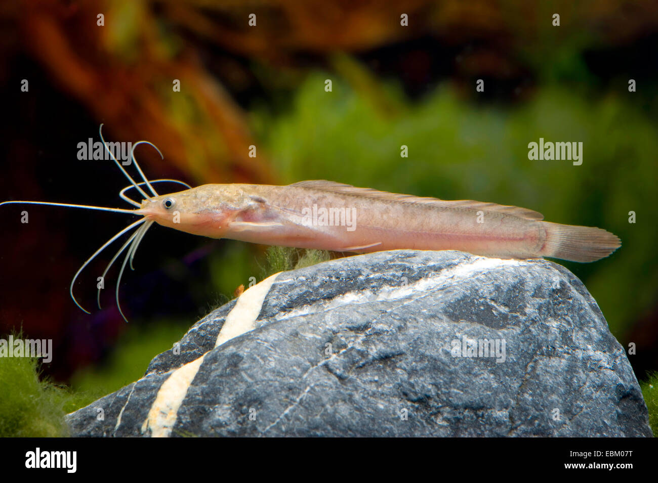 Le poisson-chat, Broadmouth pied poisson-chat (Clarias batrachus), natation Banque D'Images