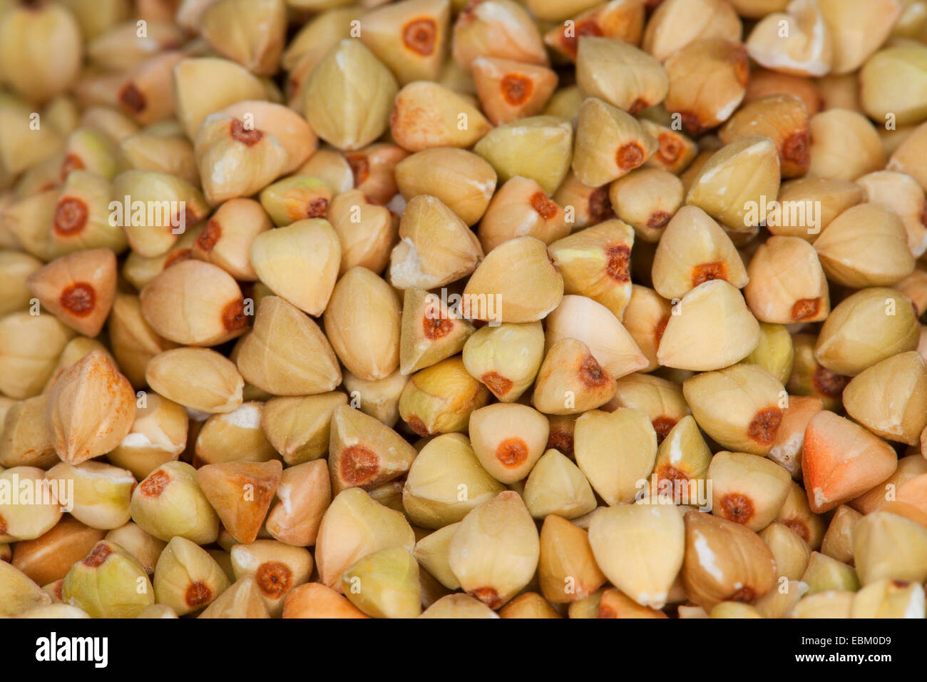 Le sarrasin (Fagopyrum esculentum), graines Banque D'Images