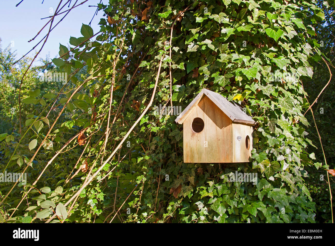 L'écureuil roux européen eurasien, l'écureuil roux (Sciurus vulgaris), pour les écureuils nichoir à un arbre couvert de lierre, Allemagne Banque D'Images