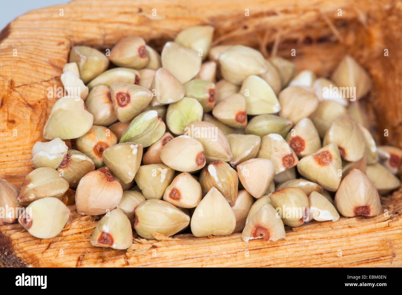 Le sarrasin (Fagopyrum esculentum), les graines sur une cuillère en bois Banque D'Images