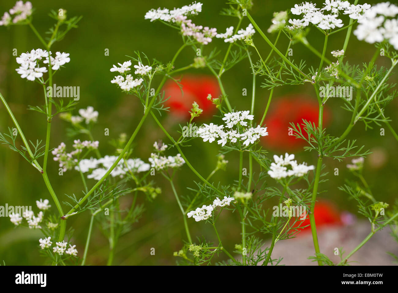 La coriandre (Coriandrum sativum), blooming Banque D'Images