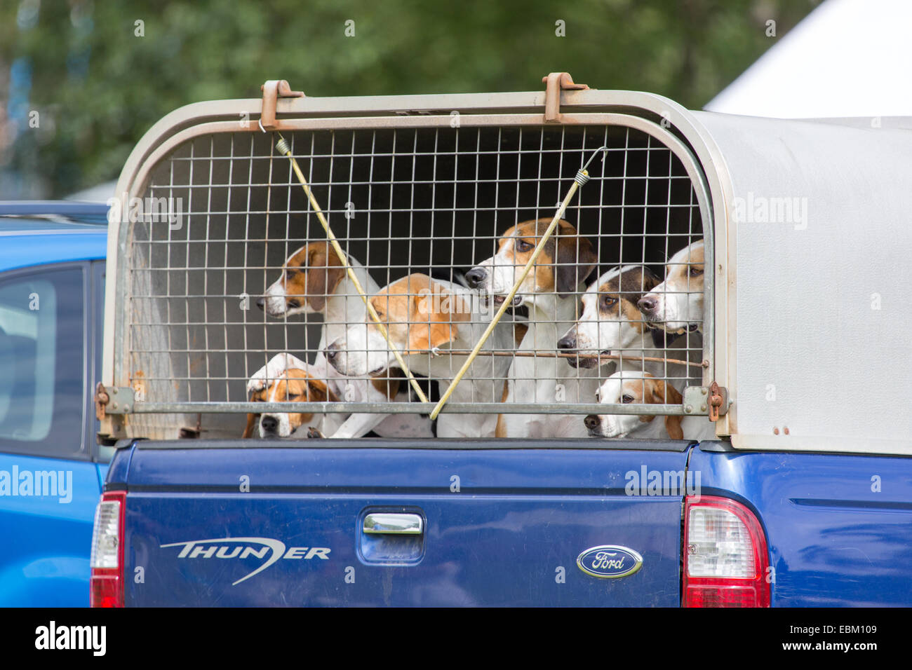 La chasse est tombé Hounds dans le retour d'une camionnette Banque D'Images