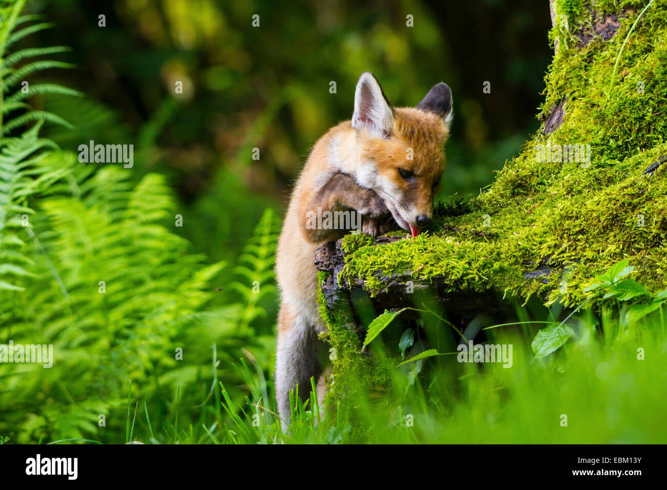 Le renard roux (Vulpes vulpes), kit fox lécher à une racine moussue, Suisse, Sankt Gallen Banque D'Images