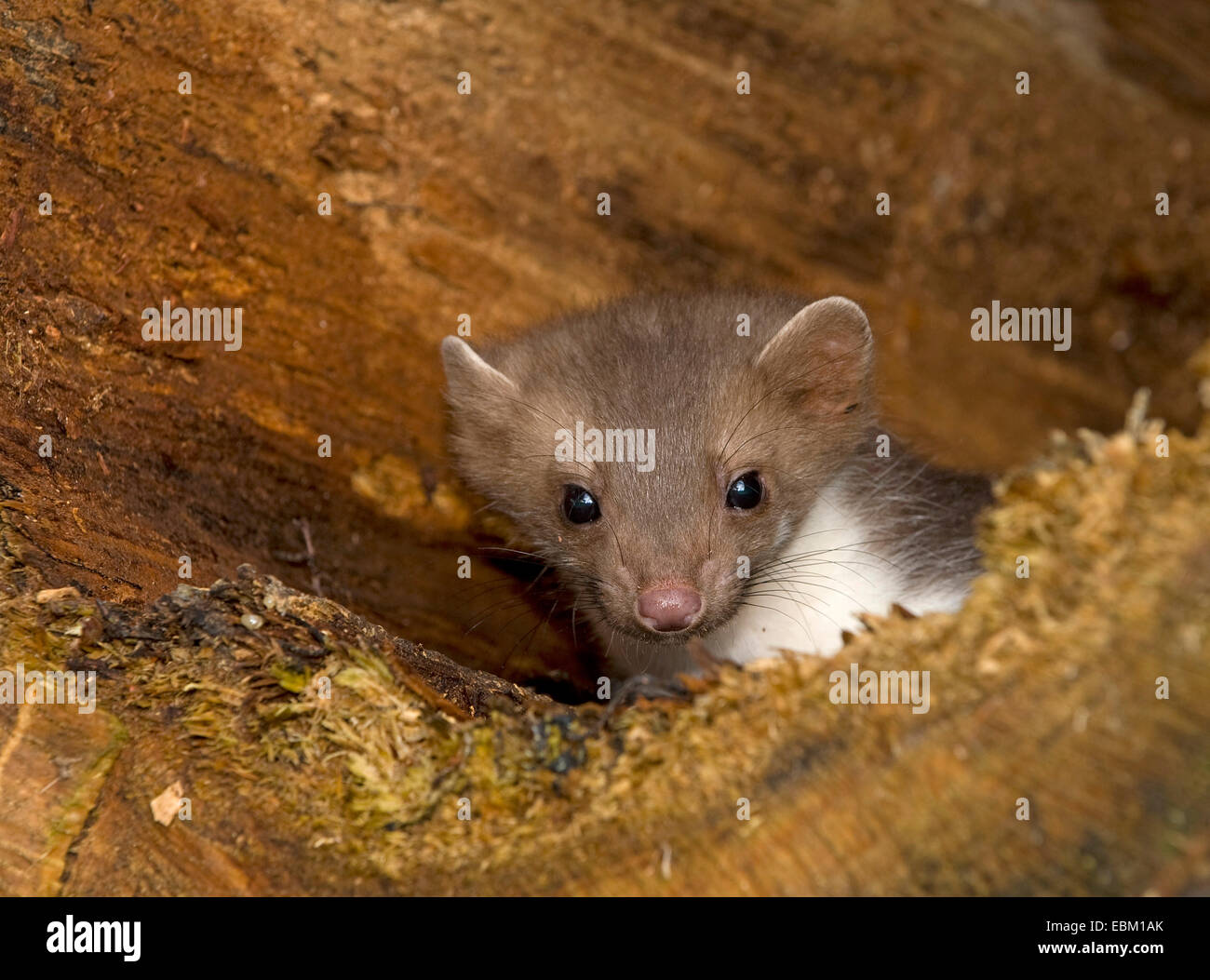 La Martre La martre en pierre, bois, à poitrine blanche (la Martre Martes foina), les jeunes à la recherche animale hors tronc d'arbre creux, Allemagne Banque D'Images