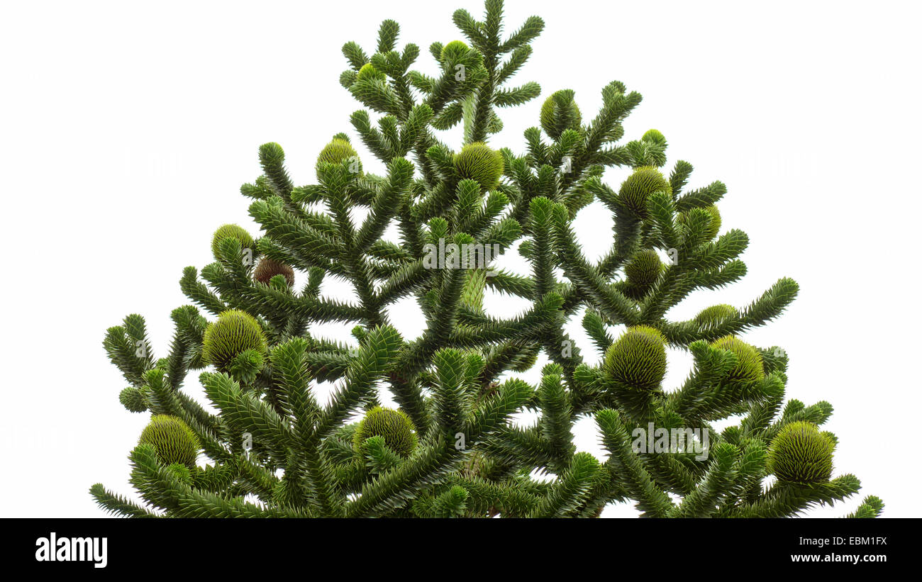 Pin du Chili (Araucaria araucana), avec les cônes de la couronne Banque D'Images