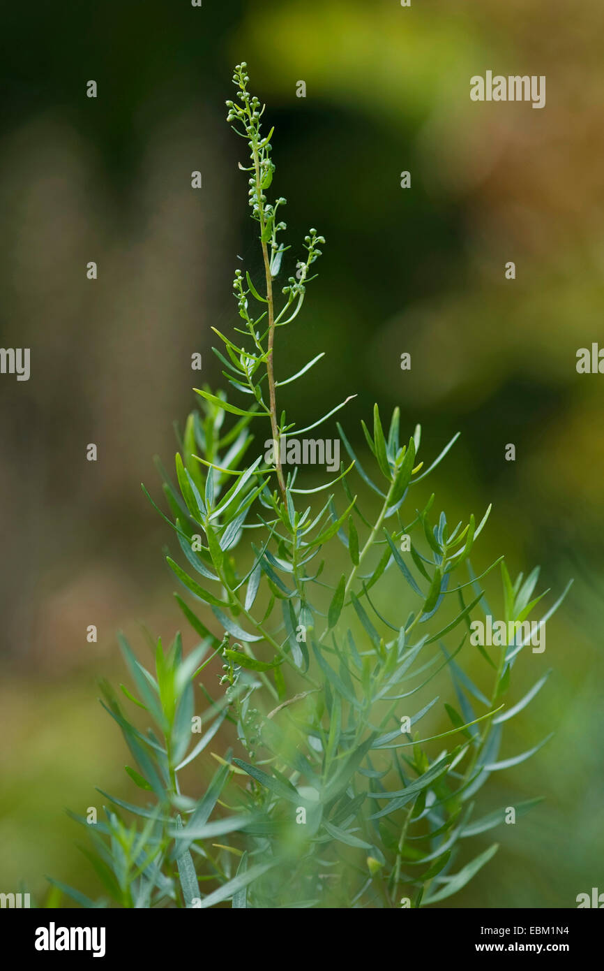 Dragon sagewort, estragon, esdragol esdragon, l'estragole, (Artemisia dracunculus), blooming Banque D'Images