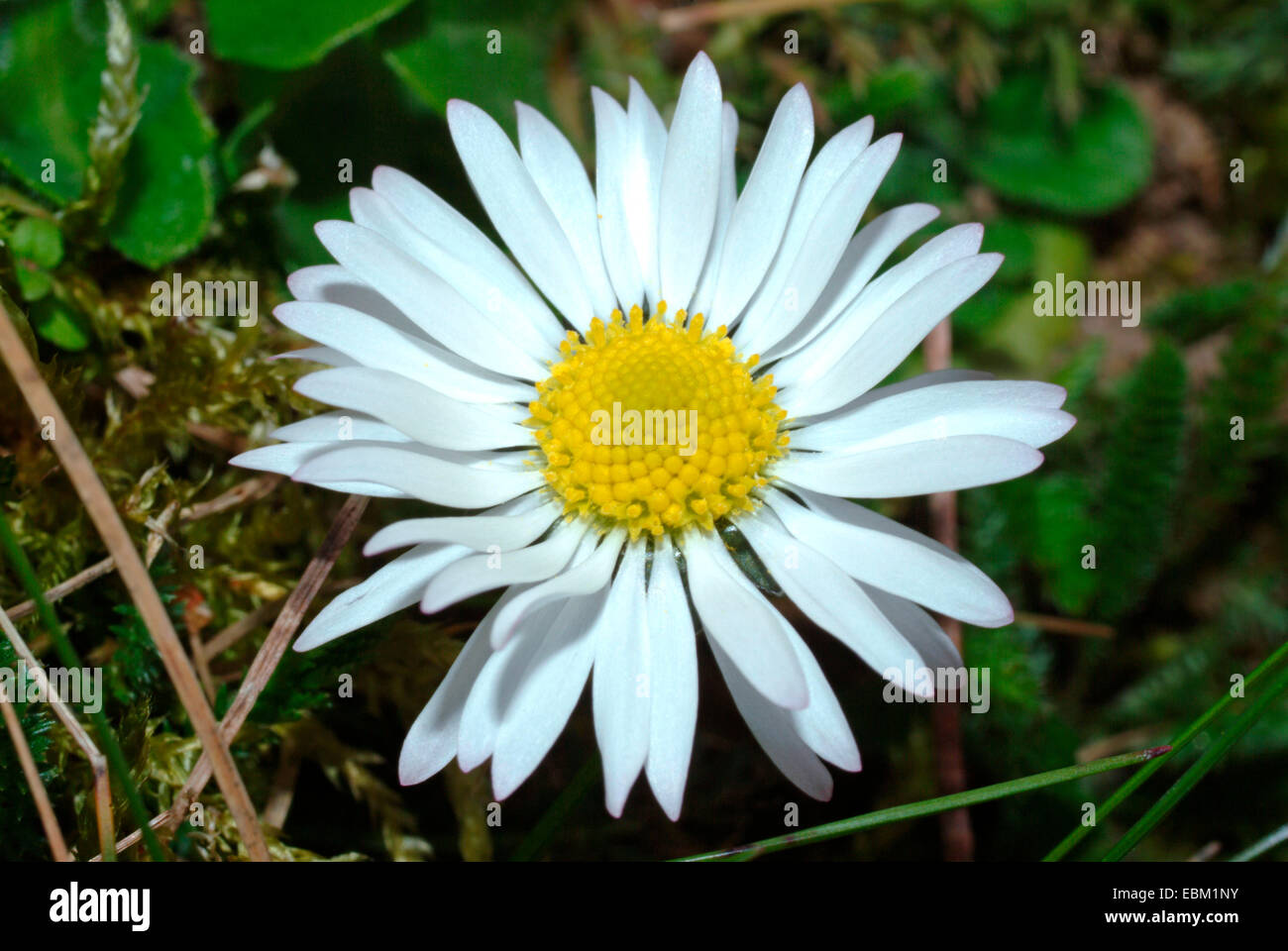 Marguerite commune, pelouse, Daisy Daisy (Anglais) Bellis perennis, inflorescence, Allemagne Banque D'Images