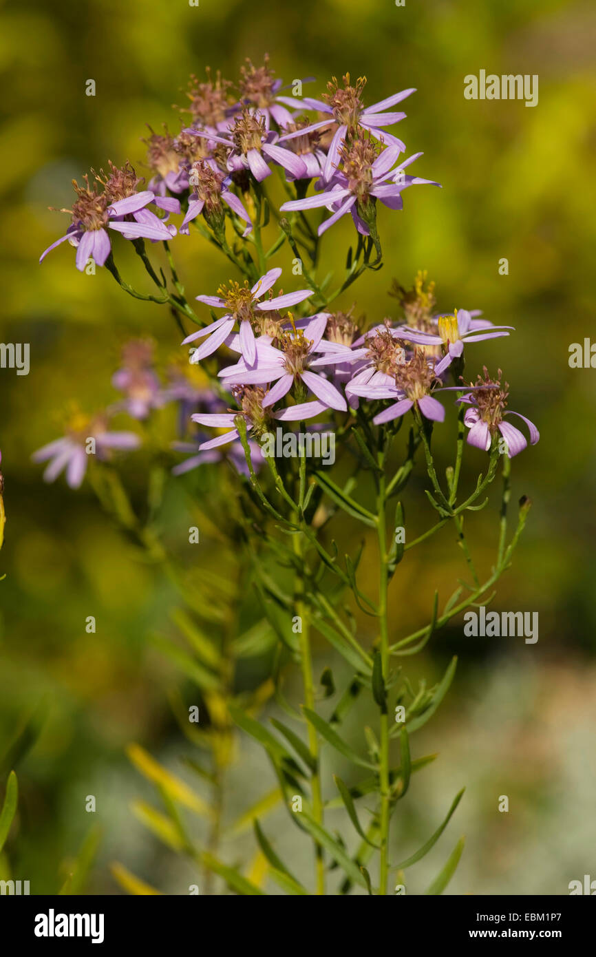 Rhone Aster (Aster sedifolius), blooming Banque D'Images