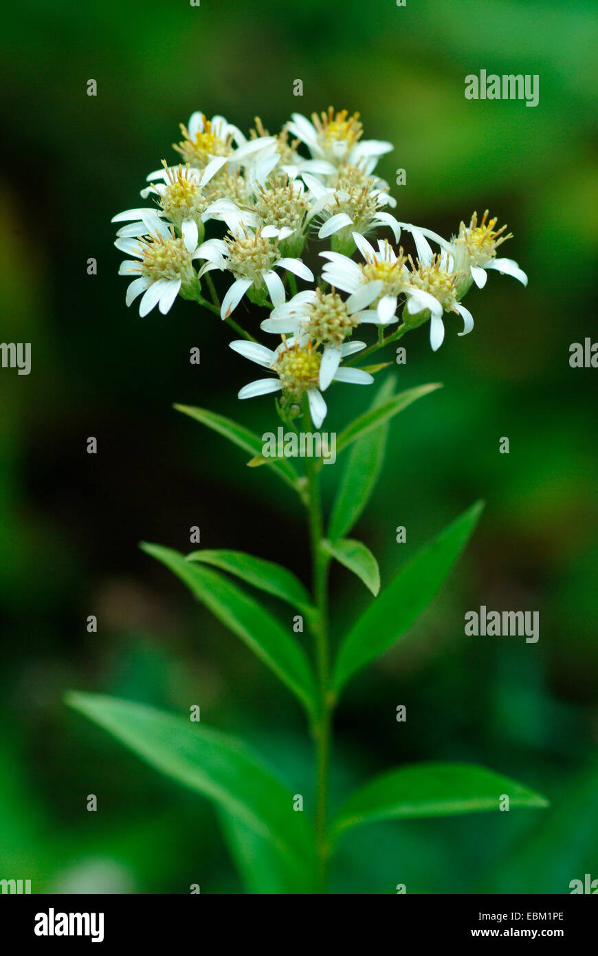 Blanc à sommet plat, Aster (Aster umbellatus), blooming Banque D'Images