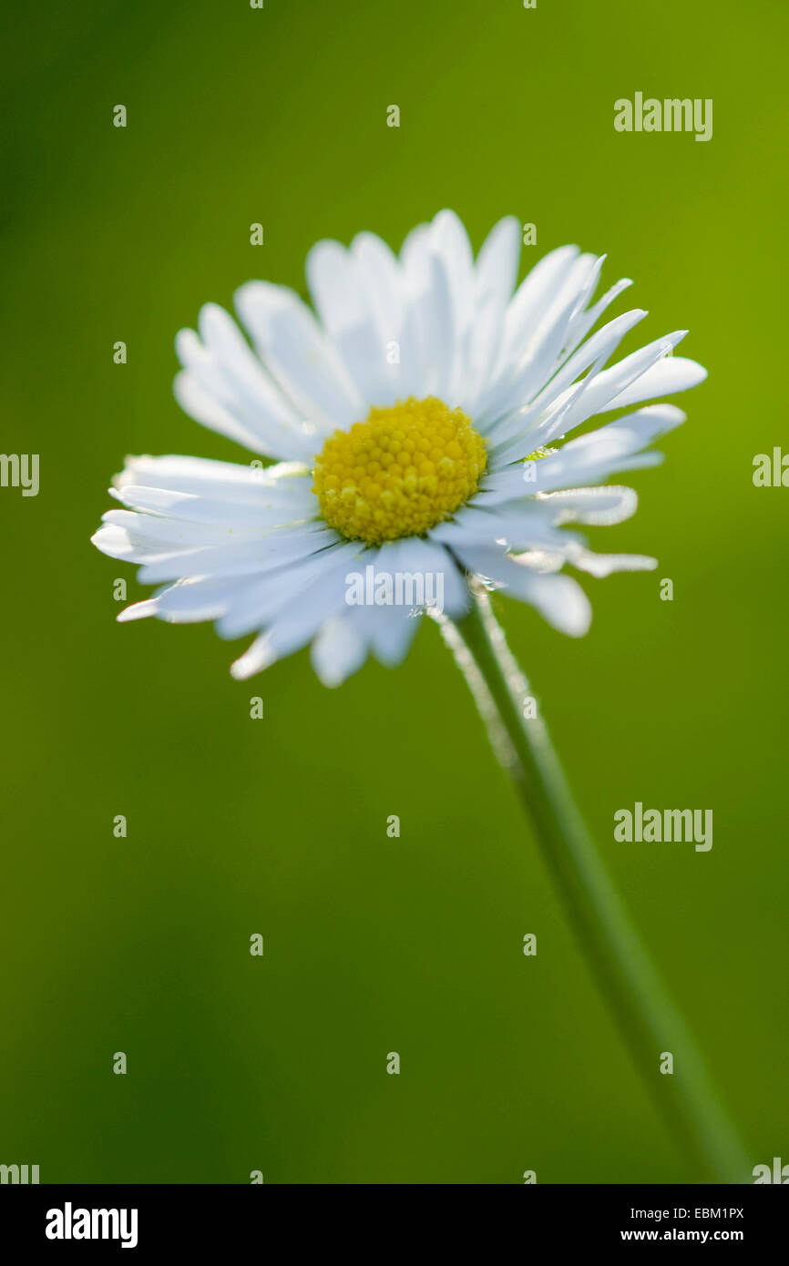 Marguerite commune, pelouse, Daisy Daisy (Anglais) Bellis perennis, inflorescence, Allemagne Banque D'Images