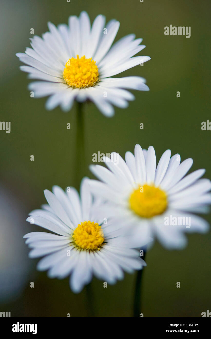 Marguerite commune, pelouse, Daisy Daisy (Anglais) Bellis perennis, inflorescence, Allemagne Banque D'Images
