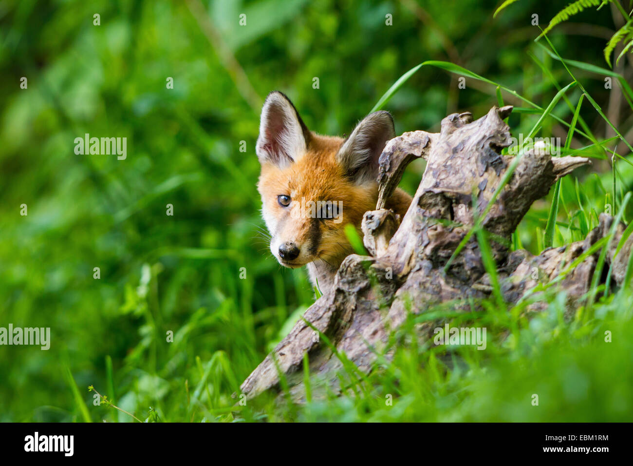Le renard roux (Vulpes vulpes), foy cub sur le derrière une racine, Suisse, Sankt Gallen Banque D'Images