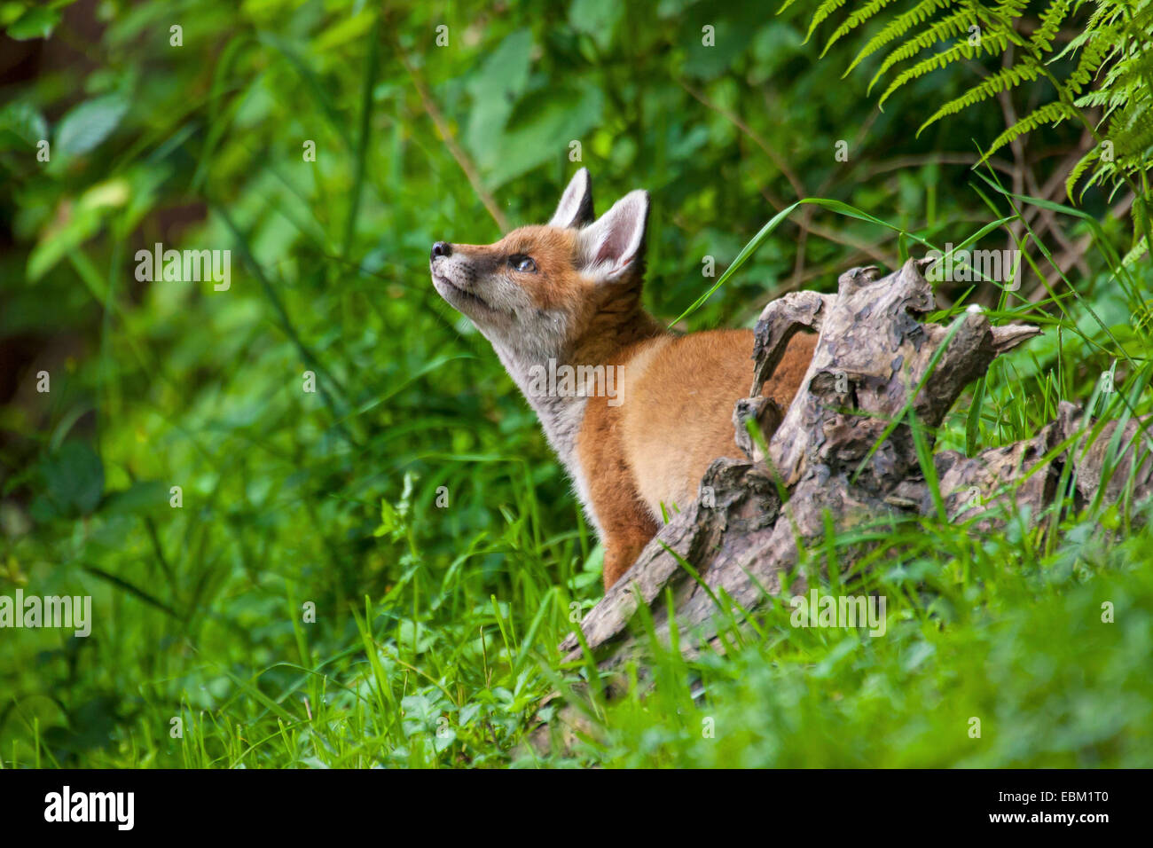 Le renard roux (Vulpes vulpes), foy cub assis derrière une racine et à la recherche, la Suisse, Sankt Gallen Banque D'Images