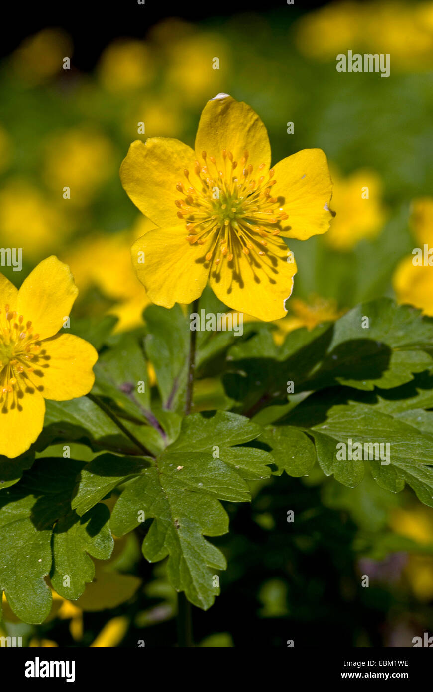 Anémone jaune, jaune anémone des bois, anémone renoncule (Anemone ranunculoides), blooming, Allemagne Banque D'Images