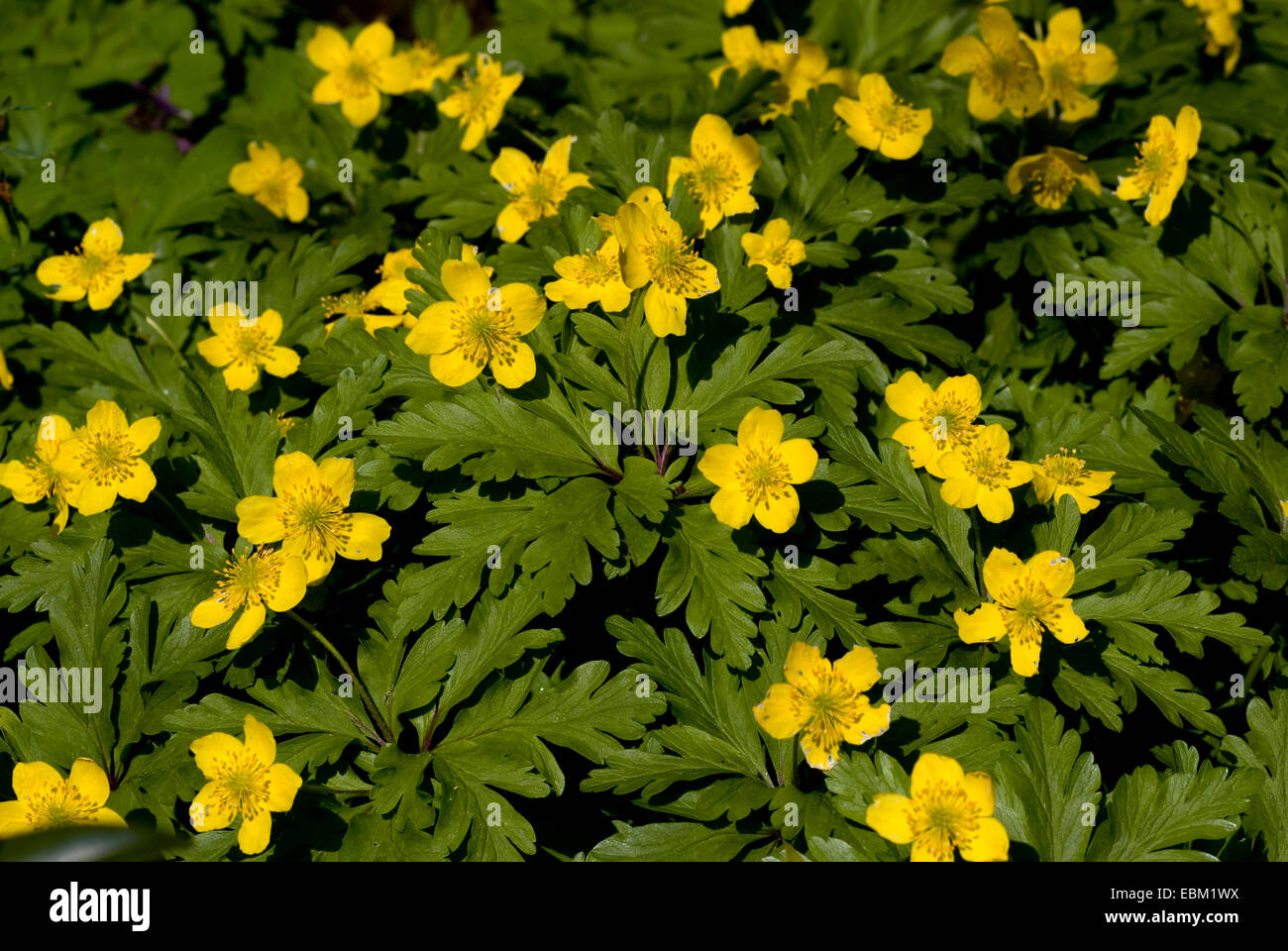 Anémone jaune, jaune anémone des bois, anémone renoncule (Anemone  ranunculoides), blooming, Allemagne Photo Stock - Alamy