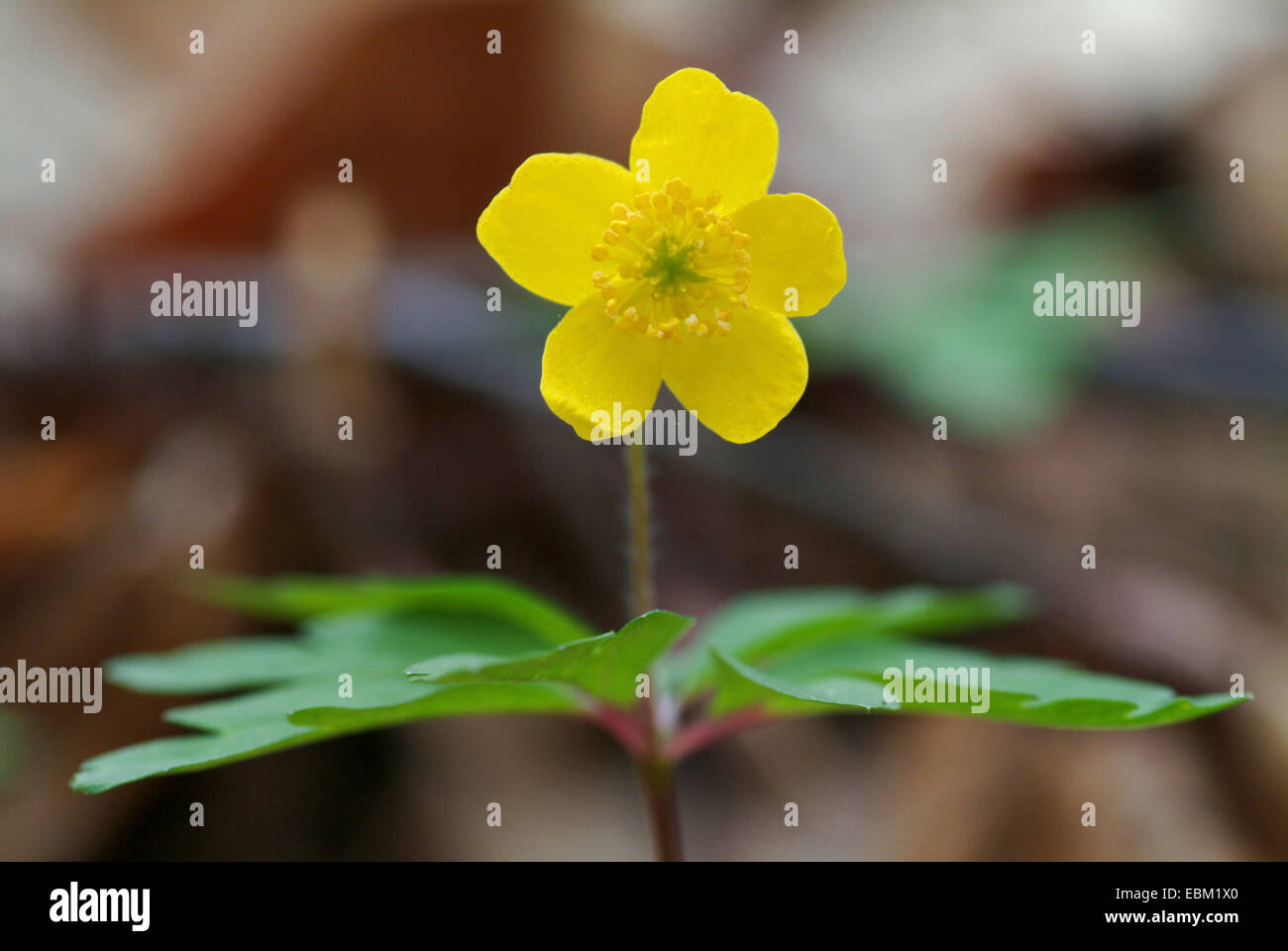 Anémone jaune, jaune anémone des bois, anémone renoncule (Anemone ranunculoides), blooming, Allemagne Banque D'Images