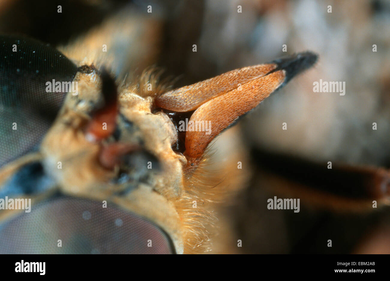 Taon (Tabanus sudeticus), instrument piquant Banque D'Images