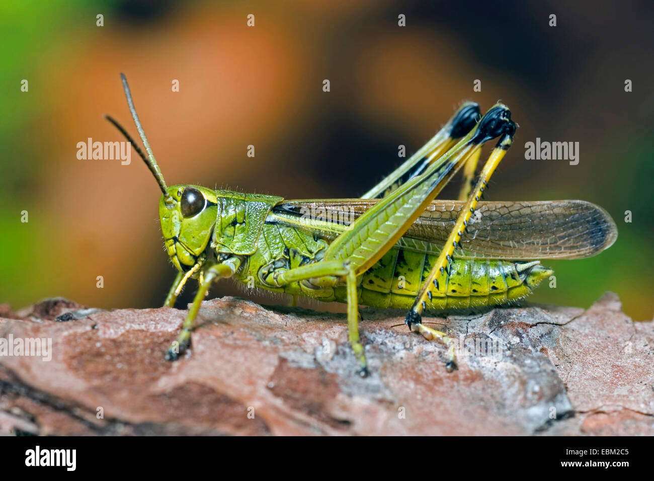 Grand Marais sauterelle (Mecostethus grossus, Stethophyma grossum), assis sur une pierre, Allemagne Banque D'Images