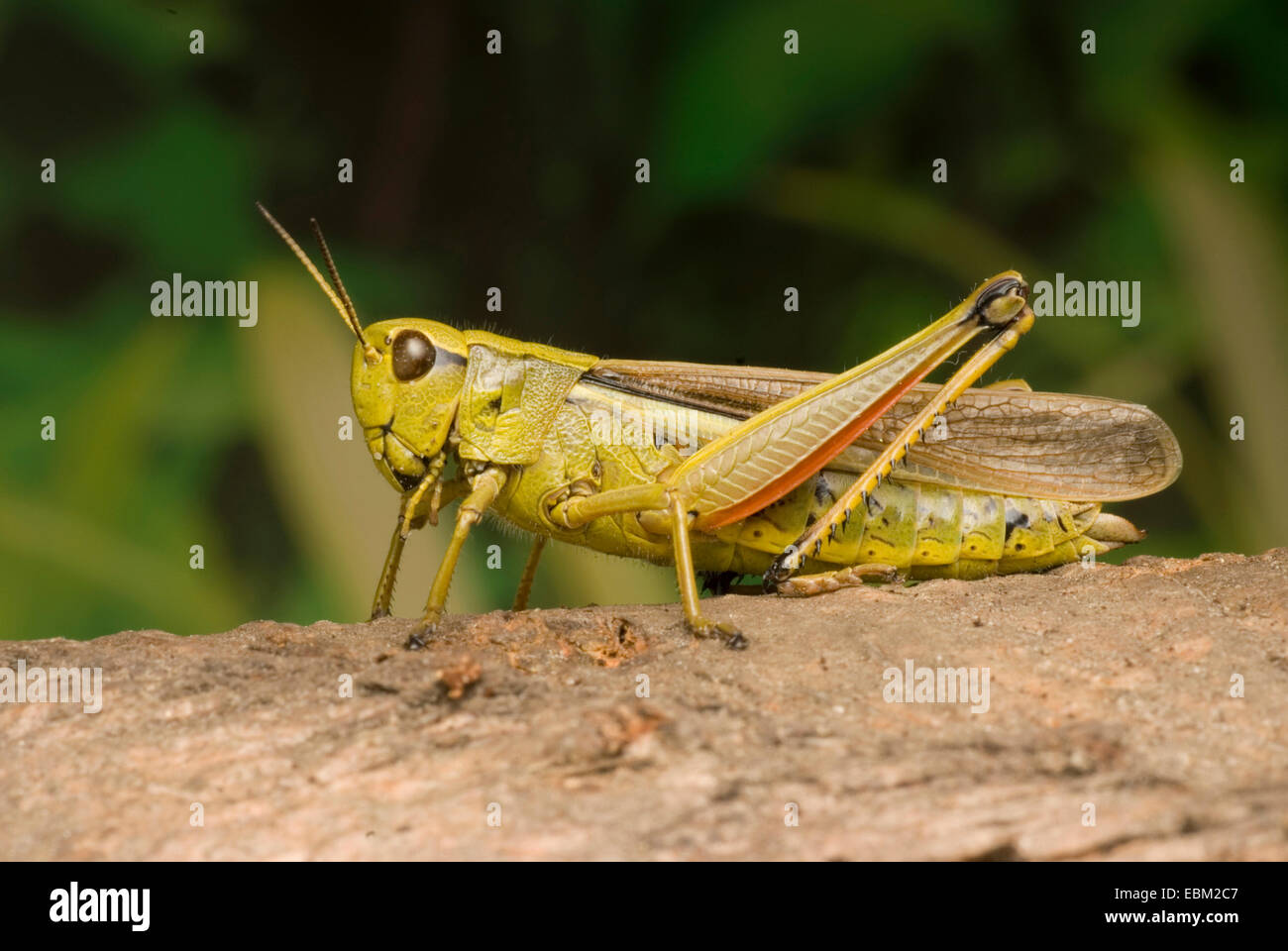 Grand Marais sauterelle (Mecostethus grossus, Stethophyma grossum), assis sur une pierre, Allemagne Banque D'Images