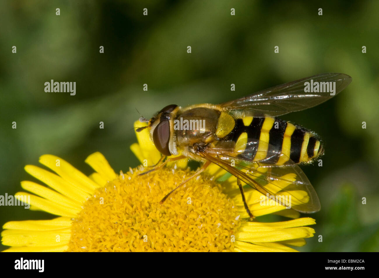 Hover Fly, groseille bagués commun Hoverfly (Syrphus ribesii), assis sur une fleur jaune, Allemagne Banque D'Images
