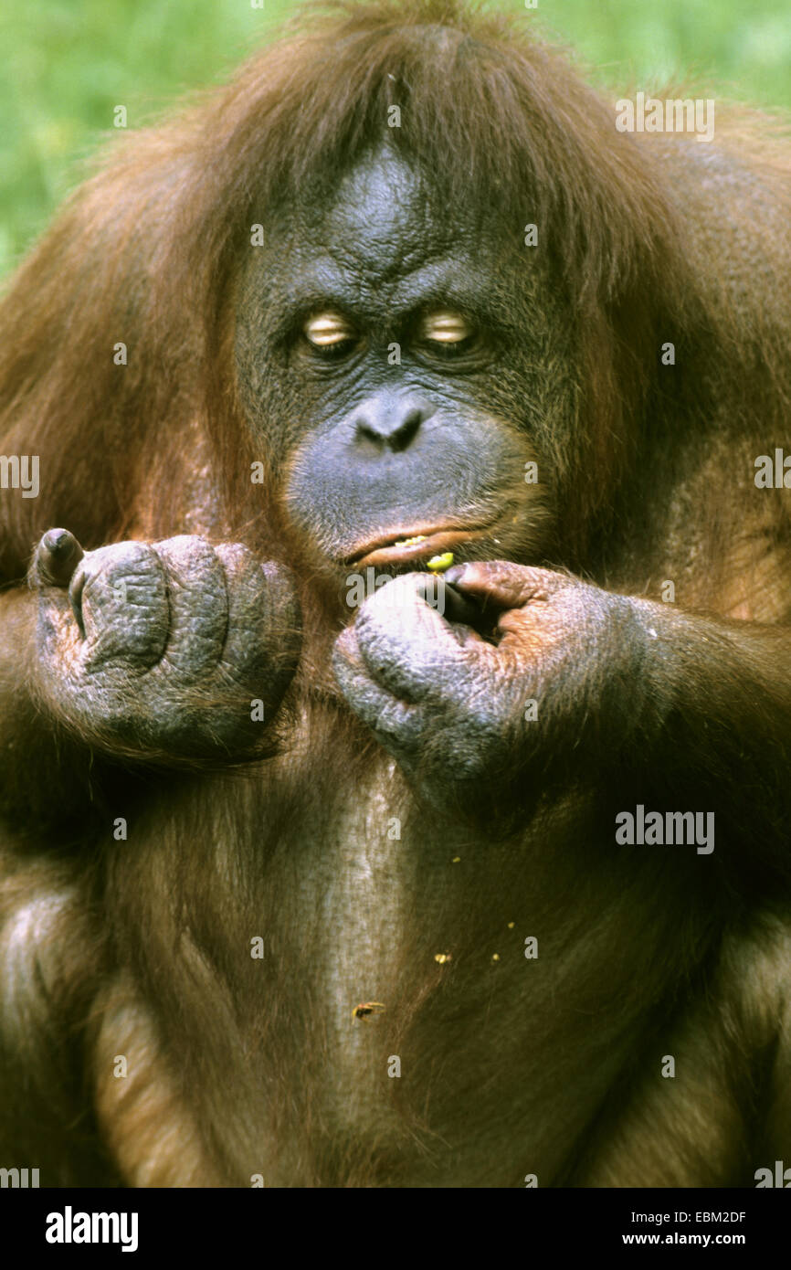 Orang-outan, l'orang-outan, l'orang-outang (Pongo pygmaeus), nourrir quelque chose Banque D'Images