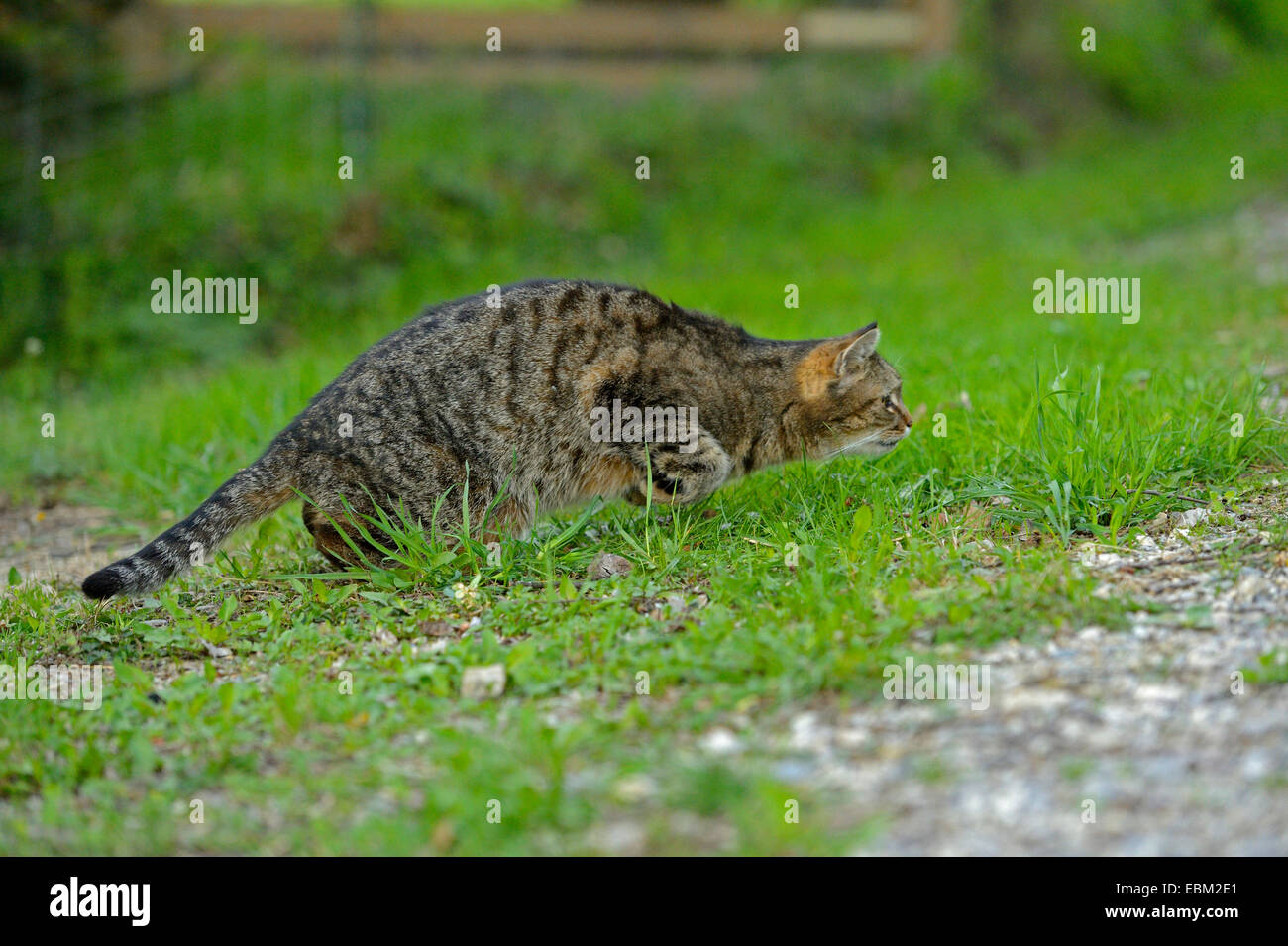 Chat domestique, le chat domestique (Felis silvestris catus. f), sauter, Allemagne Banque D'Images