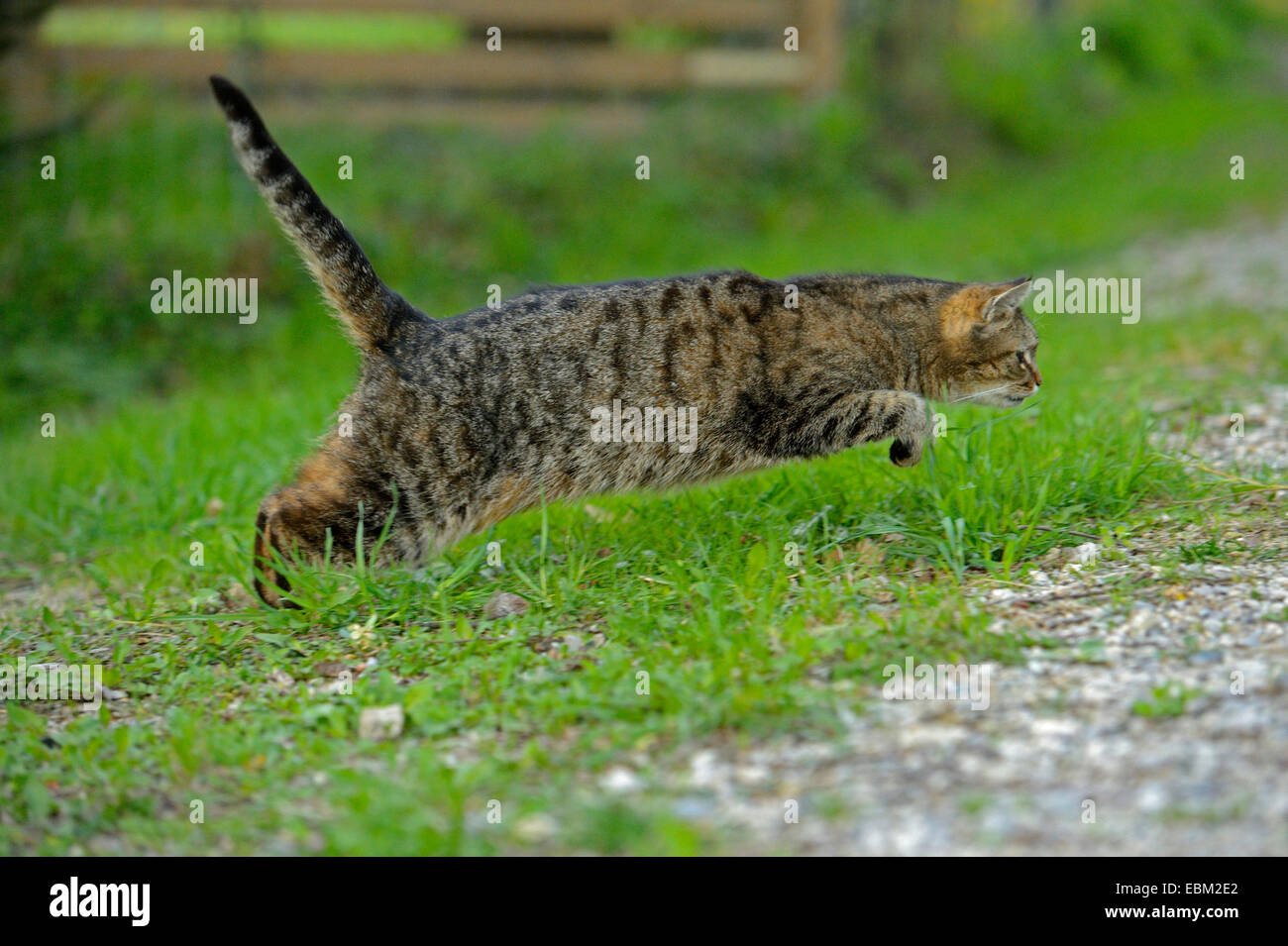 Chat domestique, le chat domestique (Felis silvestris catus. f), sauter à la route, Allemagne Banque D'Images