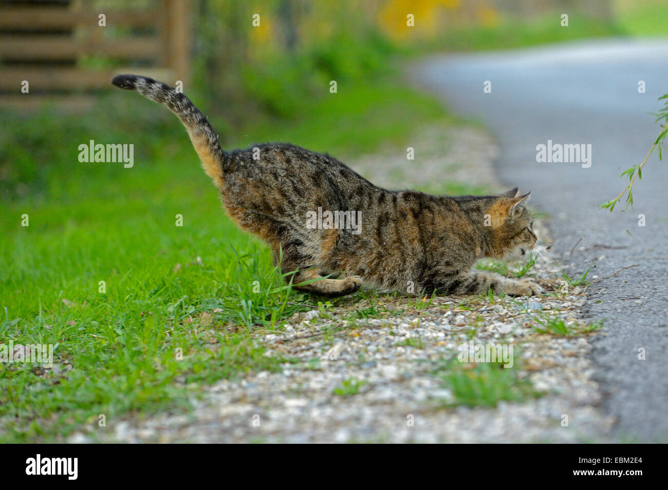 Chat domestique, le chat domestique (Felis silvestris catus). f, freinage sur route, Allemagne Banque D'Images