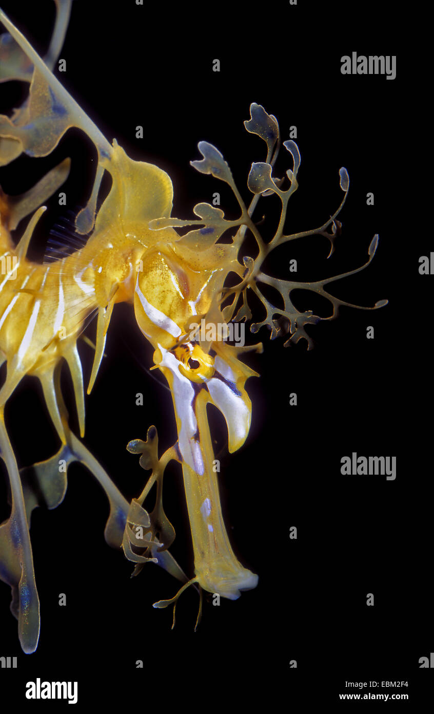 Dragon de mer feuillu (Phycodorus eques), portrait Banque D'Images