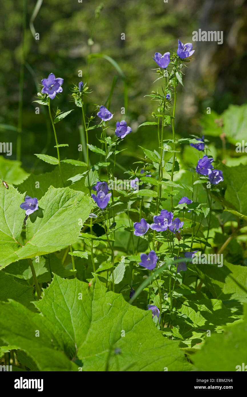 (Campanule à larges feuilles Campanula rhomboidalis), la floraison, la Suisse, l'Oberland bernois Banque D'Images