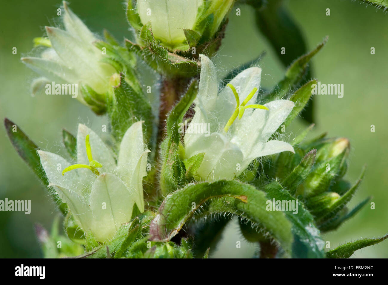 La campanule (Campanula jaune d'une grande longévité subsp. carniolica, Campanula carniolica), fleurs, Suisse Banque D'Images