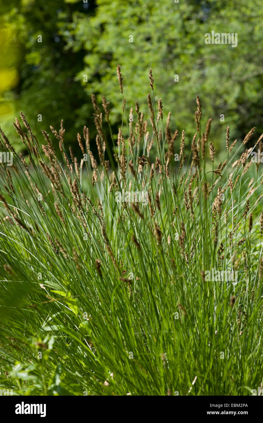 Le stipe fibreux et de carex (Carex appropinquata), blooming, Allemagne Banque D'Images