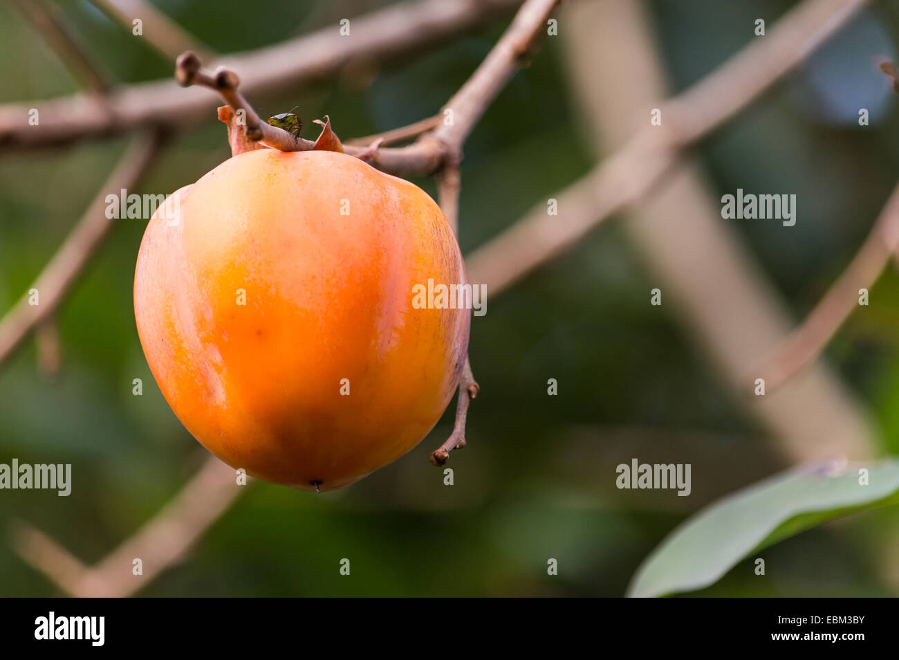 Un fruit du plaqueminier dans une belle couleur orange Banque D'Images