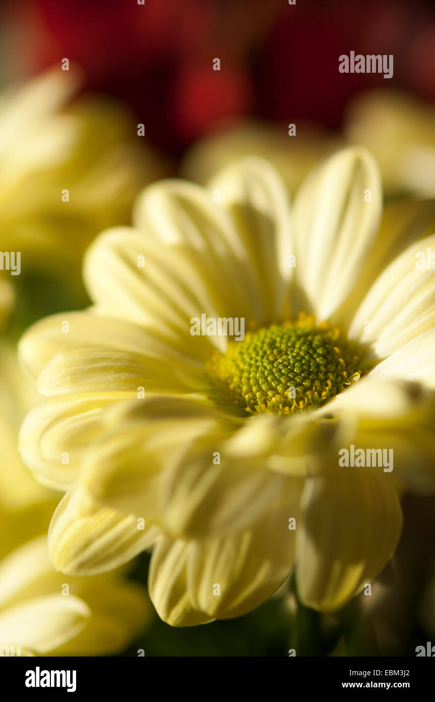 Chrysanthème jaune douce fleur en close up. Profondeur de champ à donner aux couleurs douces agréable flou. Banque D'Images