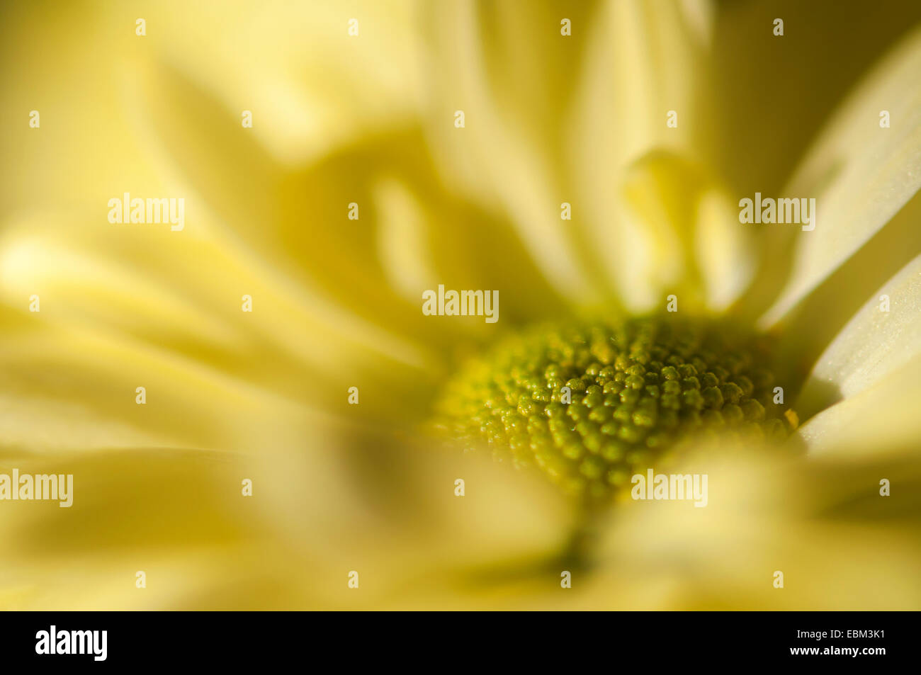 Chrysanthème jaune douce fleur en close up. Profondeur de champ à donner aux couleurs douces agréable flou. Banque D'Images