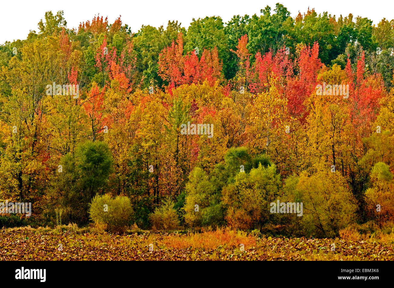 Ligne d'arbres en automne avec de l'herbe jaune, dans le comté de Monroe, dans l'Indiana près de Bloomington, accueil de l'Université de l'Indiana. Banque D'Images