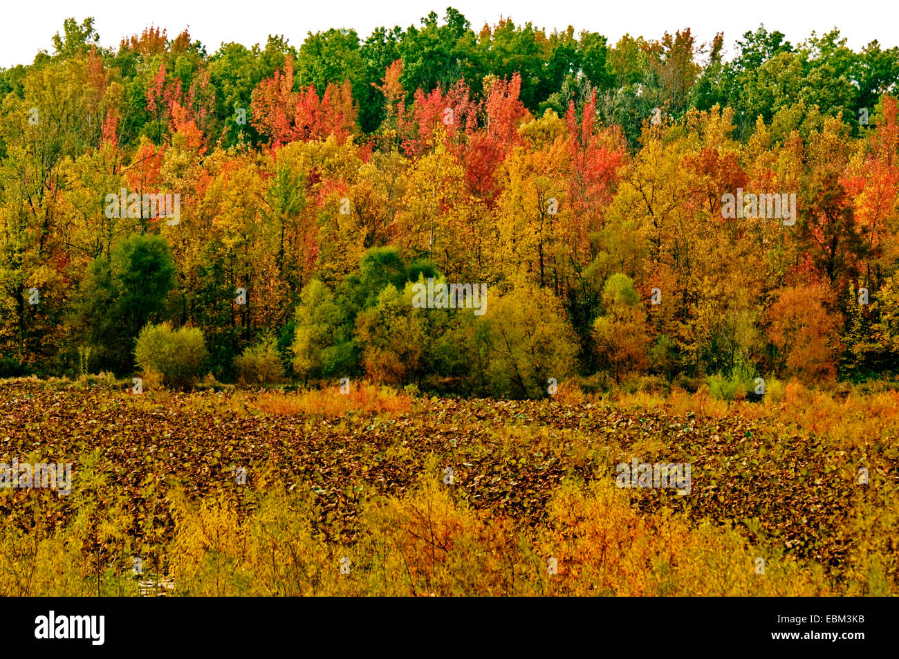 Ligne d'arbres en automne avec de l'herbe jaune, dans le comté de Monroe, dans l'Indiana près de Bloomington, accueil de l'Université de l'Indiana. Banque D'Images