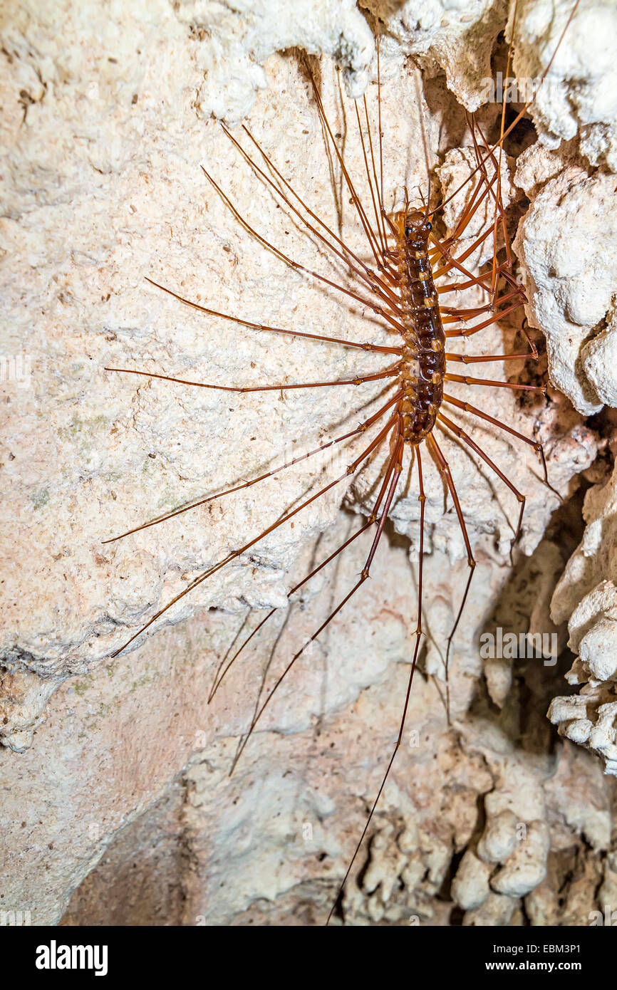 Thereuopoda centipede grotte venimeux longicornis (anciennement Scutigera decipiens), la Cave des vents, le parc national du Gunung Mulu, Ma Banque D'Images