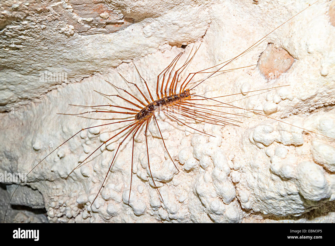 Thereuopoda centipede grotte venimeux longicornis (anciennement Scutigera decipiens), la Cave des vents, le parc national du Gunung Mulu, Ma Banque D'Images