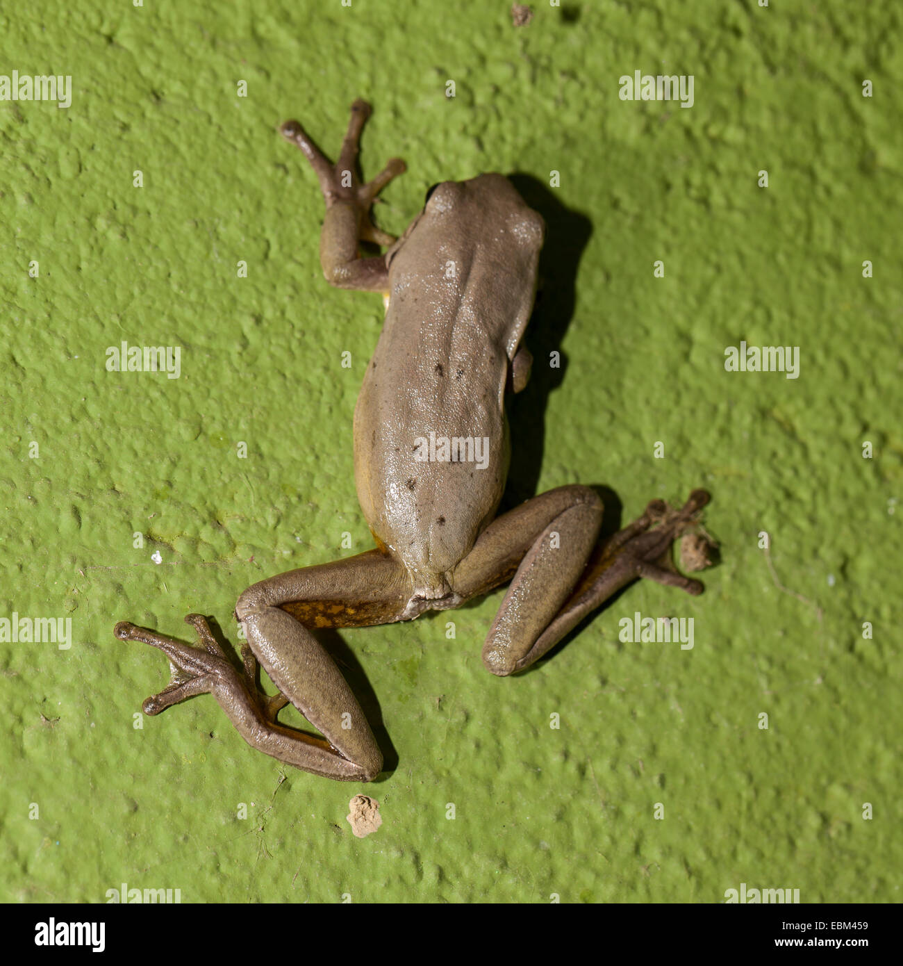 Rainette européen sur un mur Banque D'Images