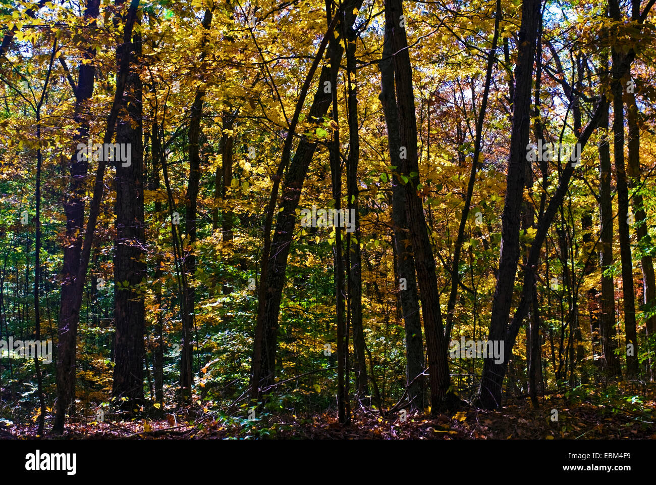 Une forêt dans la région de Brown County Indiana avec feuillage d'automne. Banque D'Images