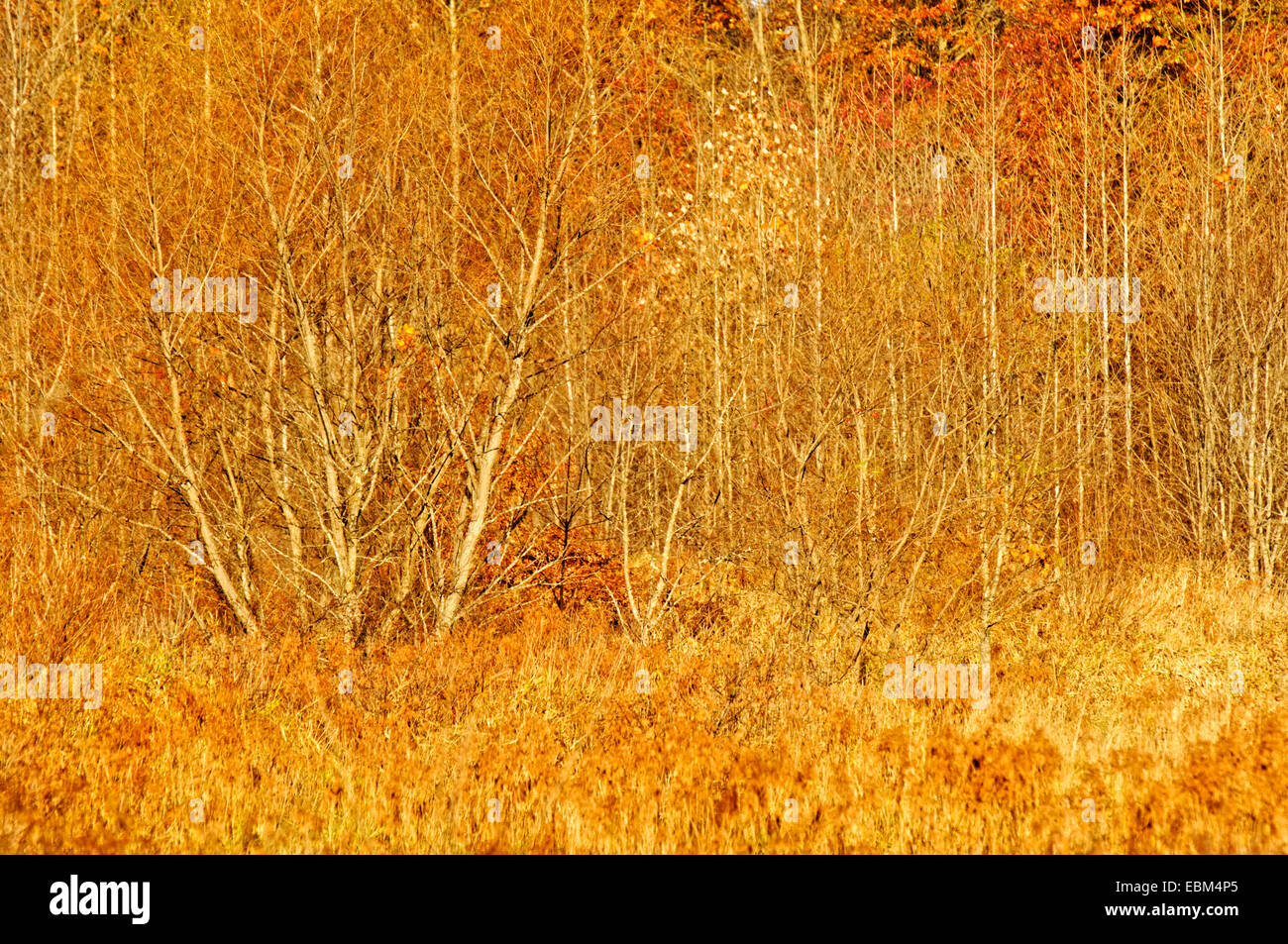 Ligne d'arbres en automne avec de l'herbe jaune, dans le comté de Monroe, dans l'Indiana près de Bloomington, accueil de l'Université de l'Indiana. Banque D'Images
