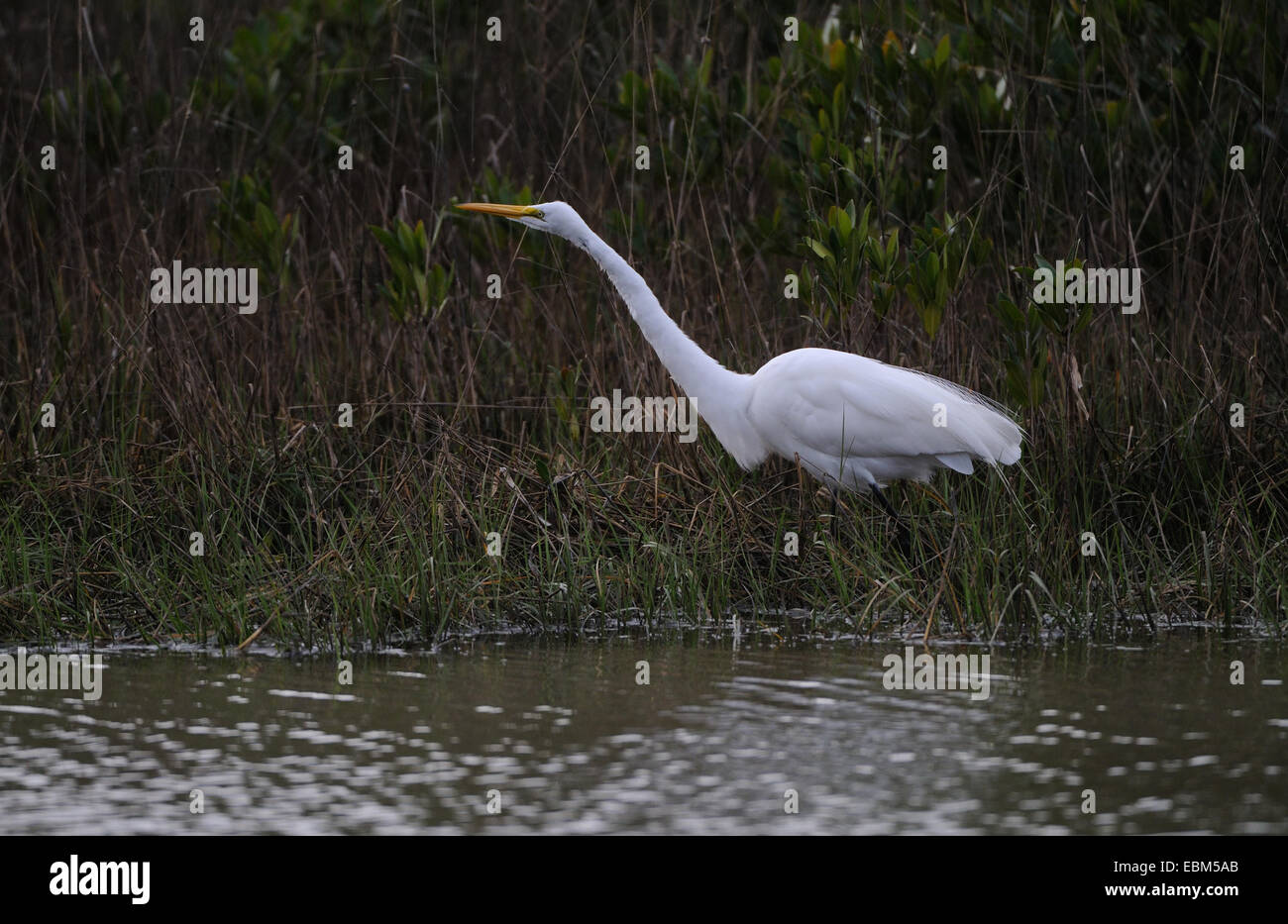 Grande aigrette coller son cou en avant de buissons en arrière-plan. lagoon au fort de Soto, North beach, st petersburg Banque D'Images